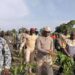 DR: Nigerdiaspora